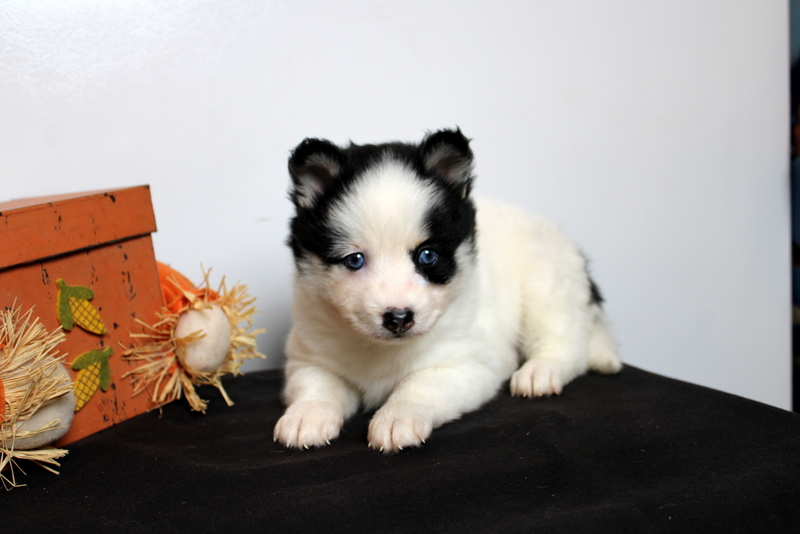 puppy, for, sale, Pomsky, Matthew B. Stoltzfus, dog, breeder, Gap, PA, dog-breeder, puppy-for-sale, forsale, nearby, find, puppyfind, locator, puppylocator, aca
